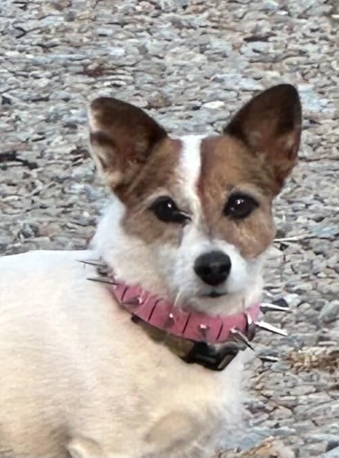 CoyoteCollar Spiked Dog Collar - Small Black Spike Collar, Adjustable, Studded, Protection Against Coyotes and Aggressive Dogs customer photo 2