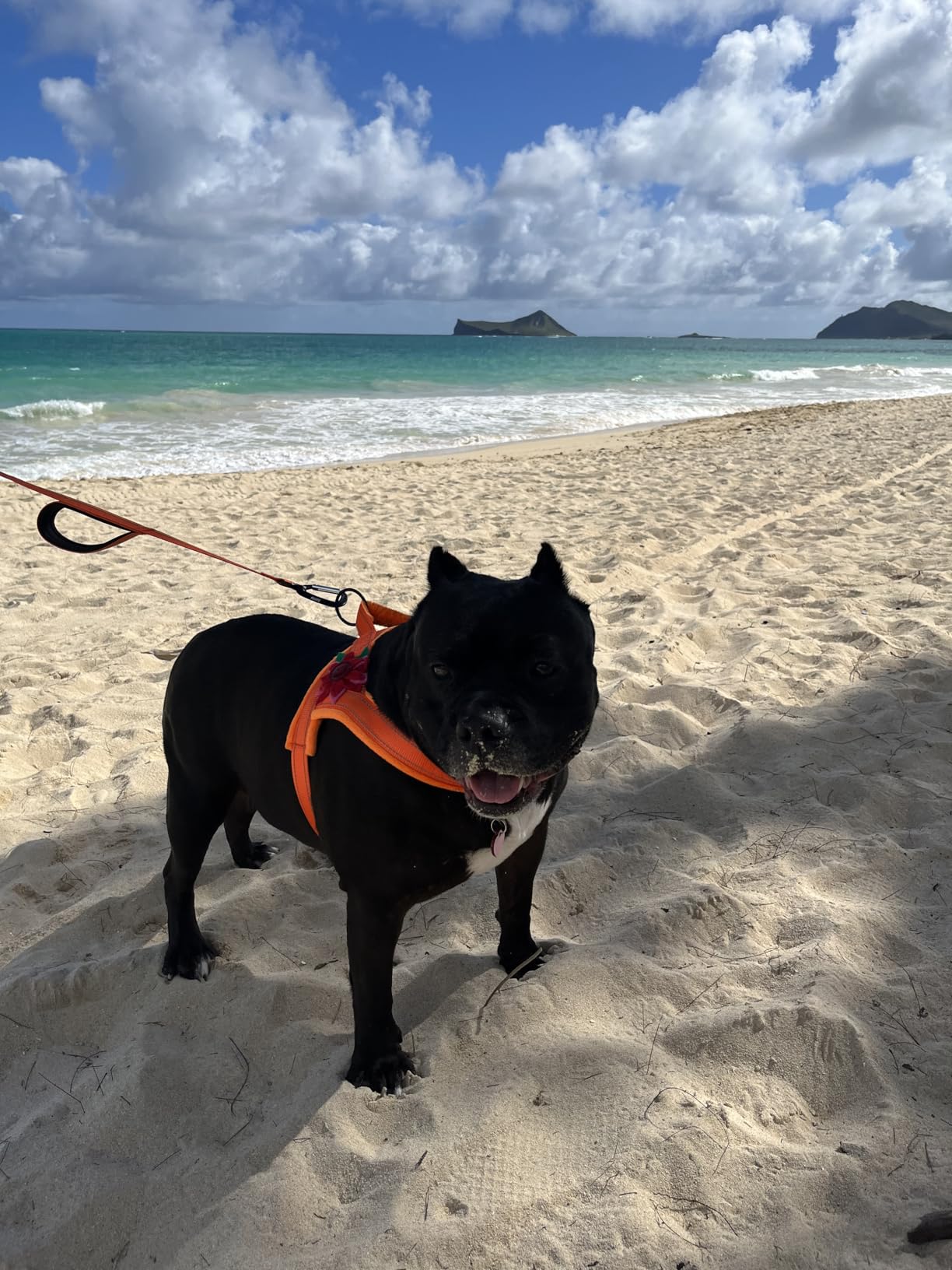 Tendlite® Pro DEEP RED/Infrared Light Therapy Device - 660nm + 850nm LED for Muscle & Joint Comfort, Daily Recovery Support, Portable At-Home Use customer photo 2