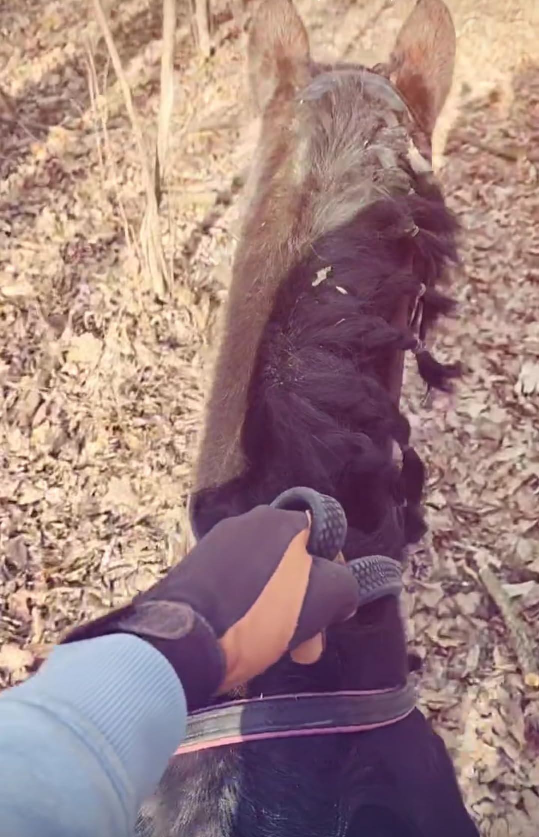 Equestrian Riding Gloves - Genuine Goatskin Palm, Double-Layer Leather Fingers, Hook & Loop Wrist customer photo 1