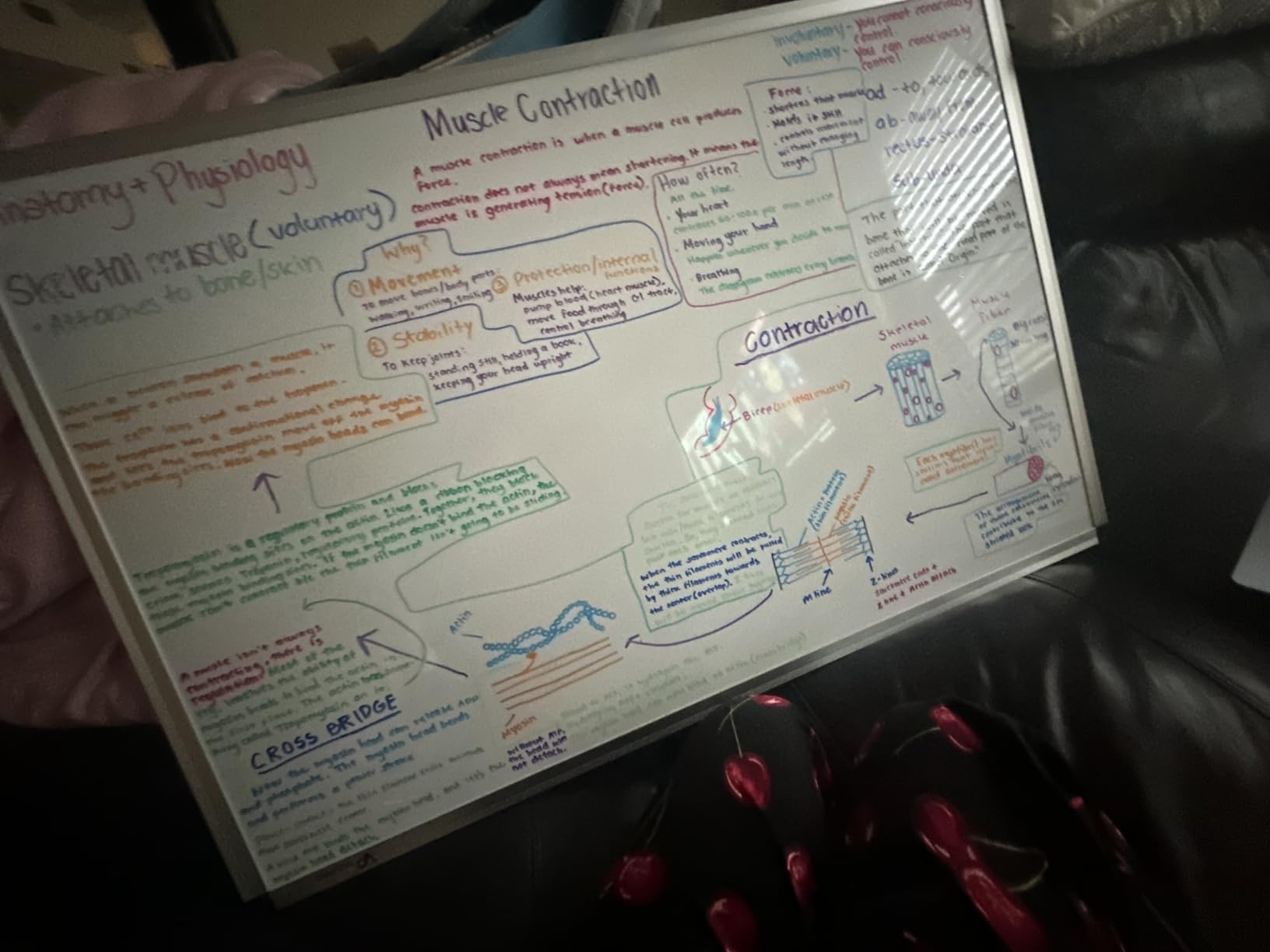 VIZ-PRO Magnetic Whiteboard/Dry Erase Board, 18 X 12 Inches, Includes 1 Eraser & 2 Markers & 4 Magnets customer photo 1