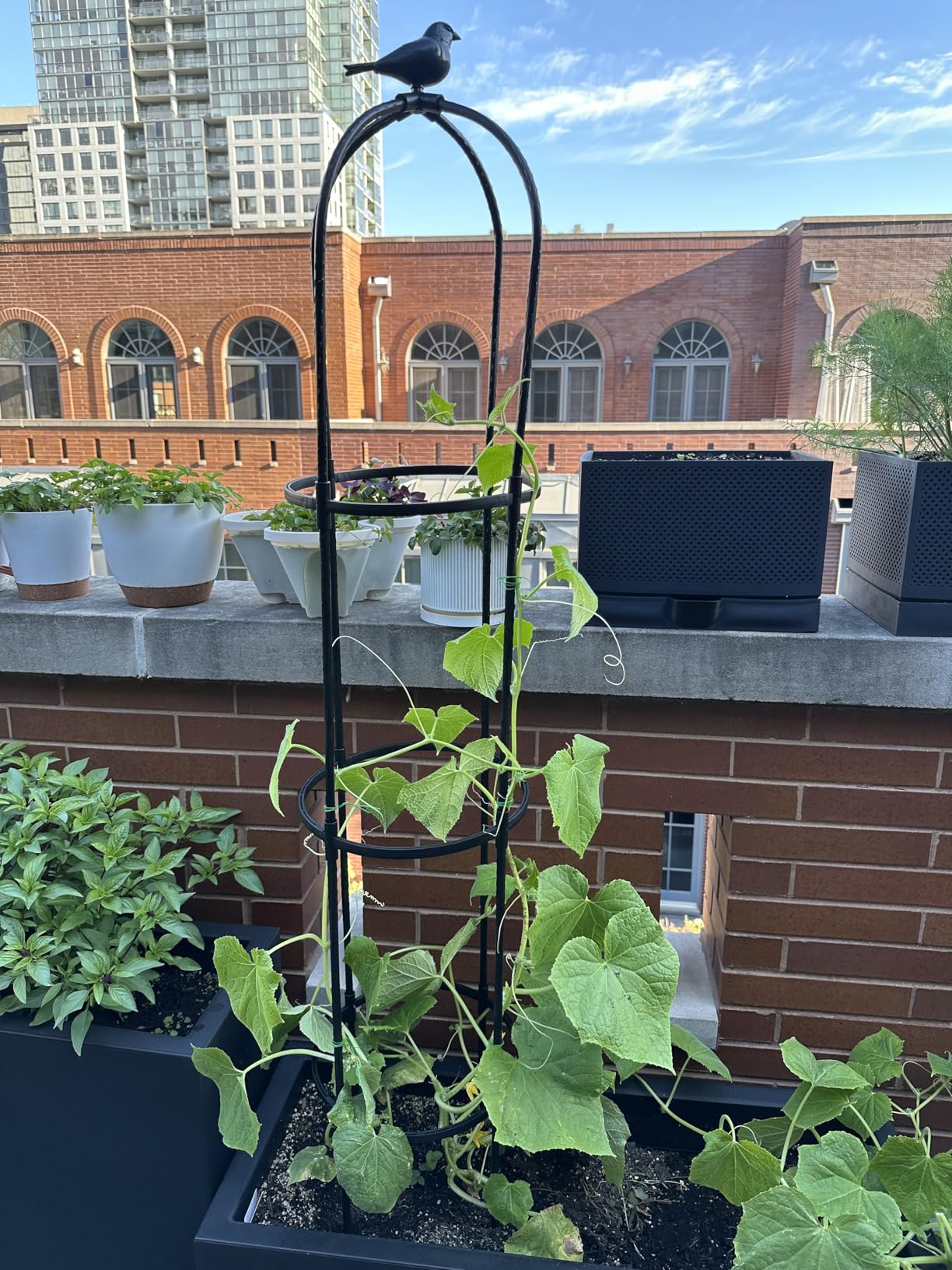 Lalahoni Garden Trellis for Climbing Plants, 5.6 feet Tall Garden Obelisk Trellis Climbing Plant Outdoor Support Potted Vine Flower Rose Vegetable Cucumber Trellis Raised Bed, Lightweight, 2 Pack customer photo 1