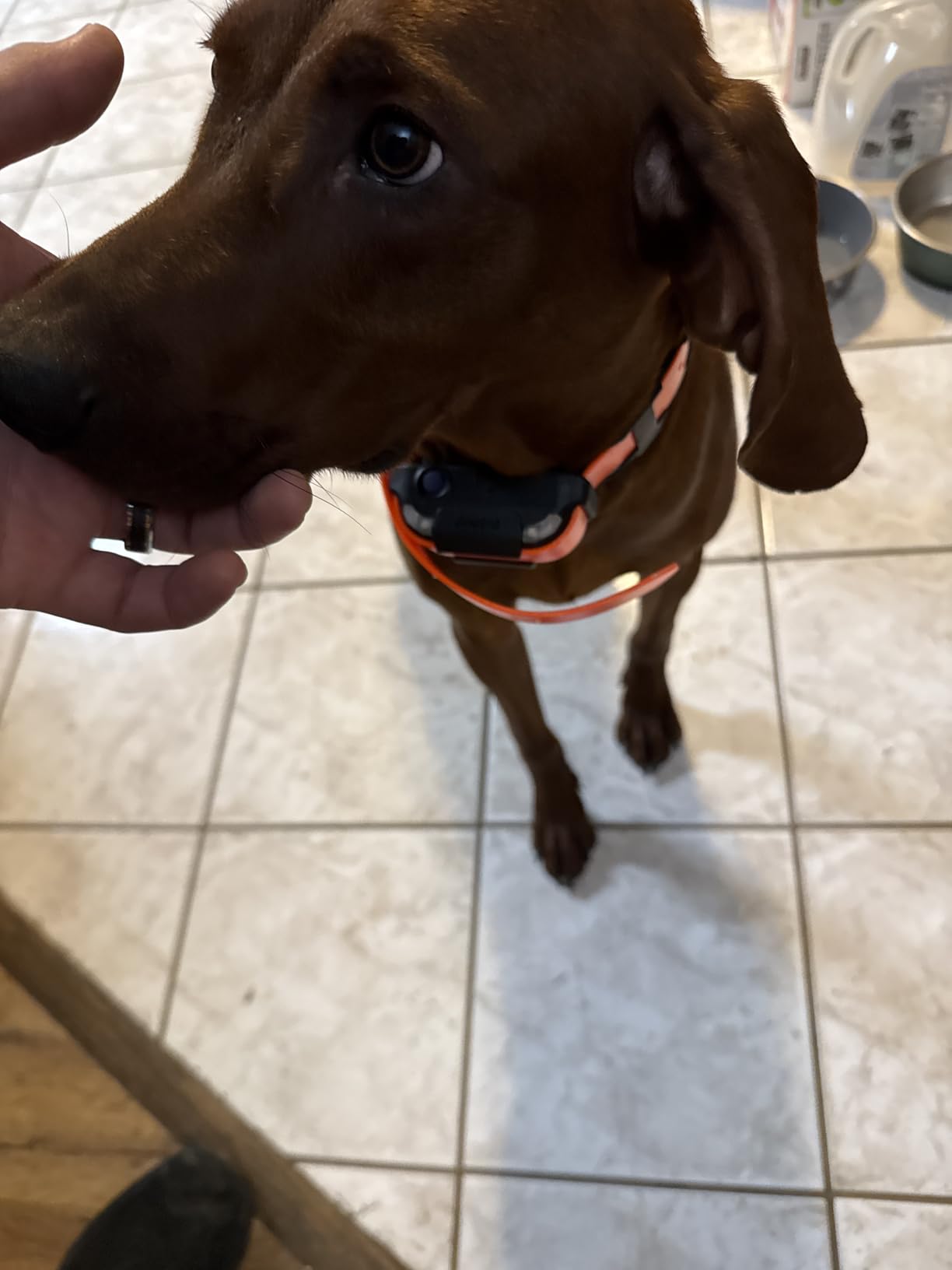 Dogtra Pathfinder 2 GPS Dog Tracker e Collar 9 Mile Long Range LED Light No Monthly fees Free App Waterproof Smartwatch Control Satellite Real Time Tracking Multiple Dogs Smartphone Required customer photo 1