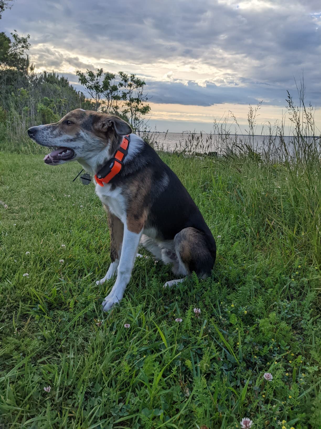 Dogtra Pathfinder 2 GPS Dog Tracker e Collar 9 Mile Long Range LED Light No Monthly fees Free App Waterproof Smartwatch Control Satellite Real Time Tracking Multiple Dogs Smartphone Required customer photo 2