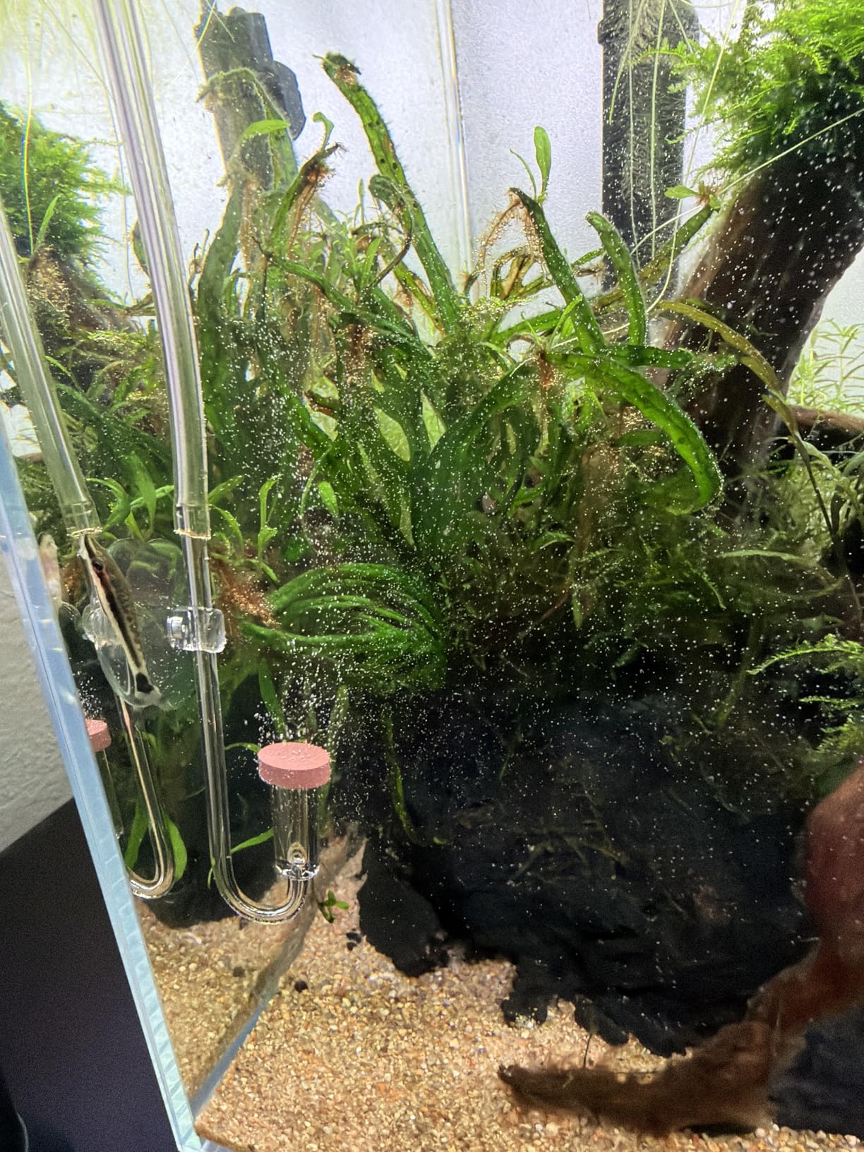 Fzone Neo CO2 Diffuser with Customized Ceramic from South Korea(S-13mm) customer photo 1