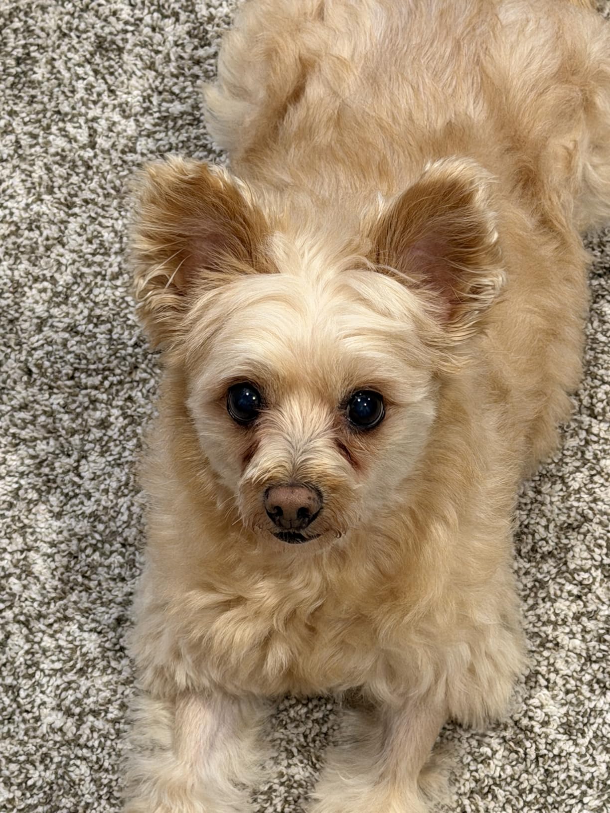 Professional 7 in 1 Dog Paw Cleaner for Dogs & Cats - Includes 1 Portable Paw Washer, 1 Bath Brush, 2 Dog Toothbrushes and 3 Absorbent Towels Note: Fits Paws 1.5 to 2.5 Inches Wide (Medium, Blue) customer photo 1