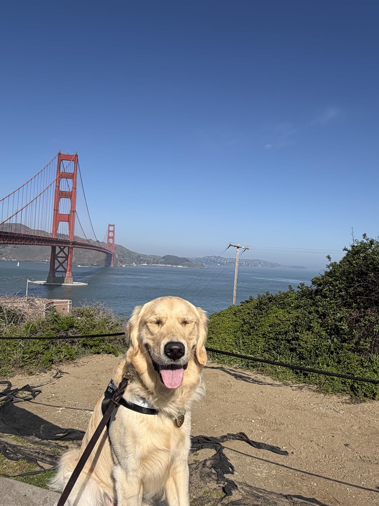 Professional 7 in 1 Dog Paw Cleaner for Dogs & Cats - Includes 1 Portable Paw Washer, 1 Bath Brush, 2 Dog Toothbrushes and 3 Absorbent Towels Note: Fits Paws 1.5 to 2.5 Inches Wide (Medium, Blue) customer photo 2