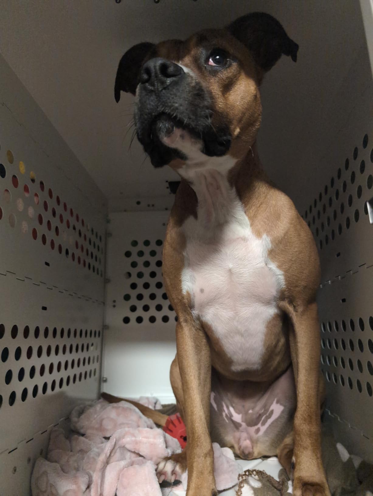 K9 Kennel Boss Medium Heavy Duty Aluminum Crate customer photo 1