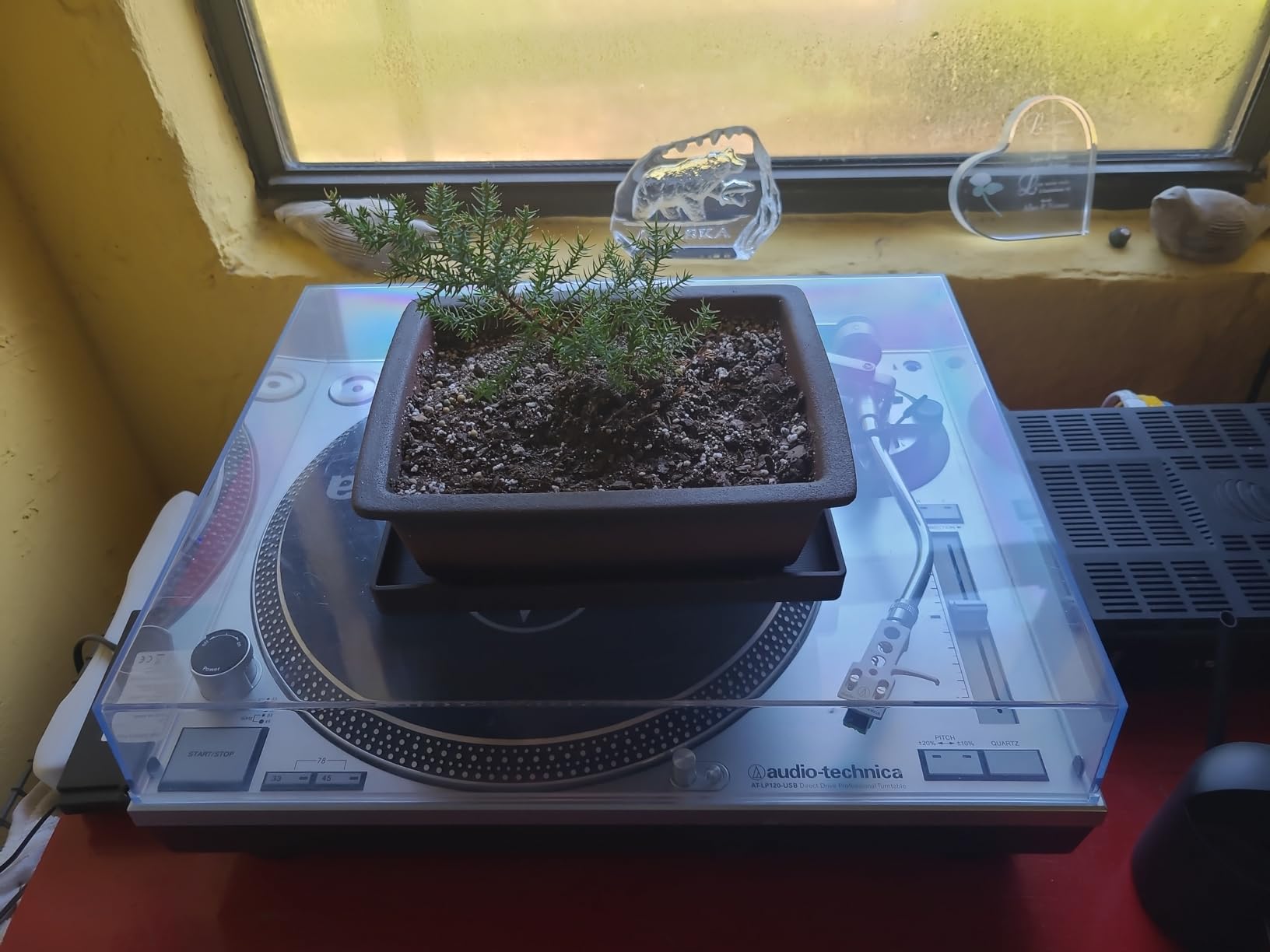 MUZHI Decorative Ceramic Bonsai Planter Pot 8.5 Inch with Tray, Breathable Unglazed Rectangle Terracotta Clay Pot for Tree Succulent Cactus Indoor Outdoor Red Brown customer photo 2