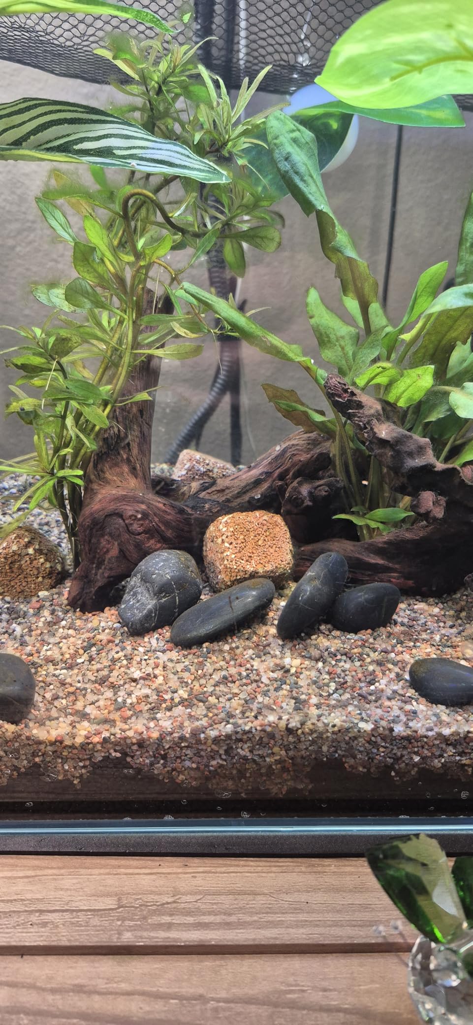 Fluval 12697 Natural Mineral-Rich Volcanic Soil Bio Stratum for Planted Tanks, 8.8 lbs. - Aquarium Substrate for Healthy Plant Development, Growth, and Color customer photo 1