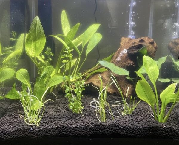 Fluval 12697 Natural Mineral-Rich Volcanic Soil Bio Stratum for Planted Tanks, 8.8 lbs. - Aquarium Substrate for Healthy Plant Development, Growth, and Color customer photo 2