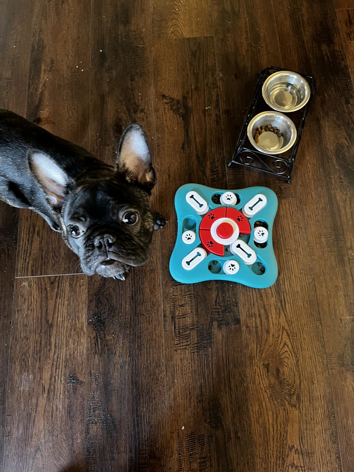 PETSTA Dog Puzzle Toys, Treat Dispensing Dog Enrichment Toys for IQ Training and Brain Stimulation, Interactive Mentally Stimulating Toys as Gifts for Puppies, Cats, Dogs customer photo 2