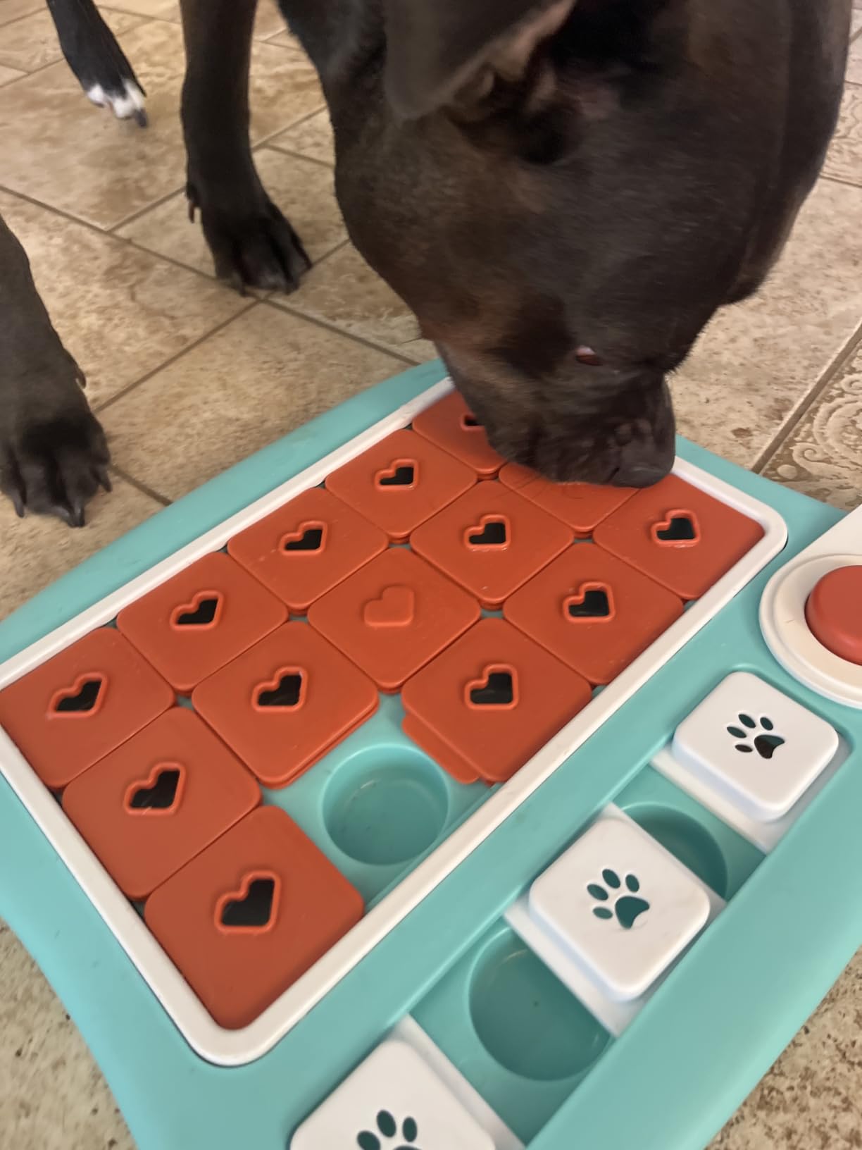 FOXMM Interactive Dog Treat Puzzle Toys for IQ Training & Mental Stimulating | Fun Slow Feeder, Large Medium Small Dogs Enrichment Toys with Squeak Design, Ideal Gifts for Puppies, Cats, Dogs customer photo 1
