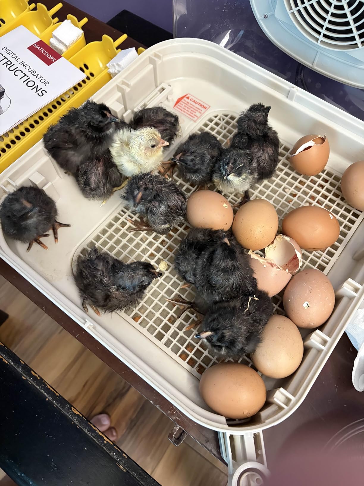 MATICOOPX 30 Egg Incubator with Humidity Display, Egg Candler, Automatic Egg Turner, for Hatching Chickens customer photo 2