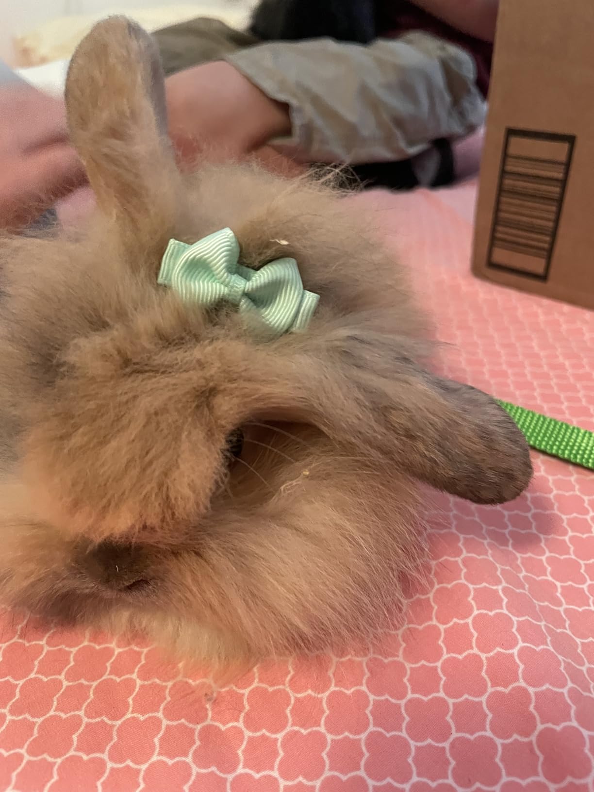 Tondiamo 4 Sets Adjustable Bunny Rabbit Harness and Leash Set Small Pet Cute Vest Harness Leash with Decoration customer photo 1