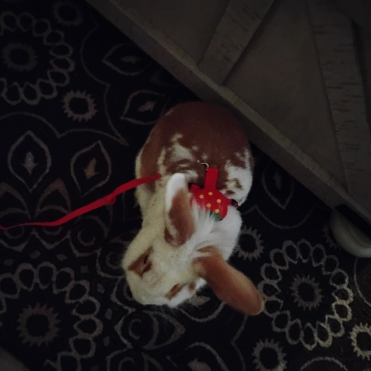 Tondiamo 4 Sets Adjustable Bunny Rabbit Harness and Leash Set Small Pet Cute Vest Harness Leash with Decoration customer photo 2