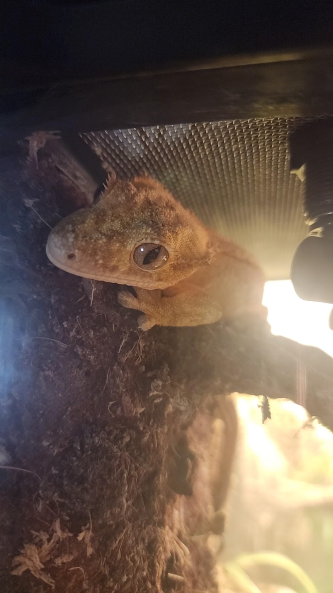 Reptile Fogger Automatic Reptile Mister Fogger for Terrarium, Timed Terrariums Humidifiers for Chameleon/Lizard/Snake/Turtle/Frog customer photo 1