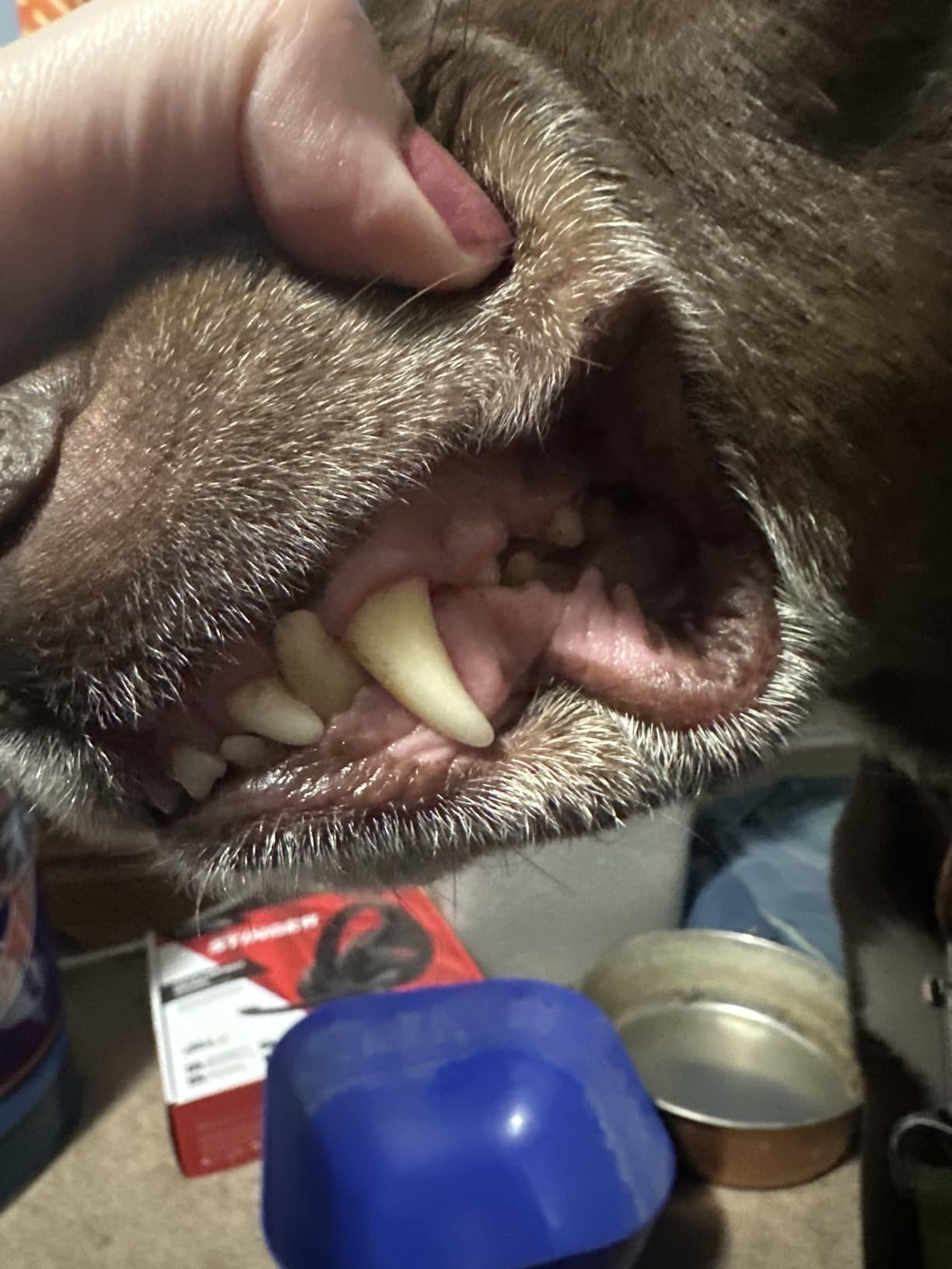 Plaque Remover for Teeth - Pet Ultrasonic Cleaner - Teeth Cleaning Kit for Tartar and Stains - Suitable for Dogs and Cats (Black) customer photo 2