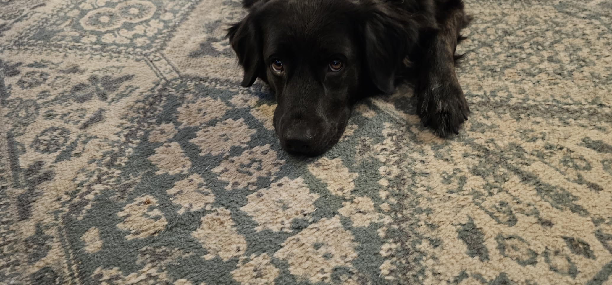 Pet Dryer, 5.2HP/3800W Pet Grooming with Adjustable Speed and Temperature Control Dog Blow Dryer, Pet Hair Dryer with 3 Nozzle customer photo 1