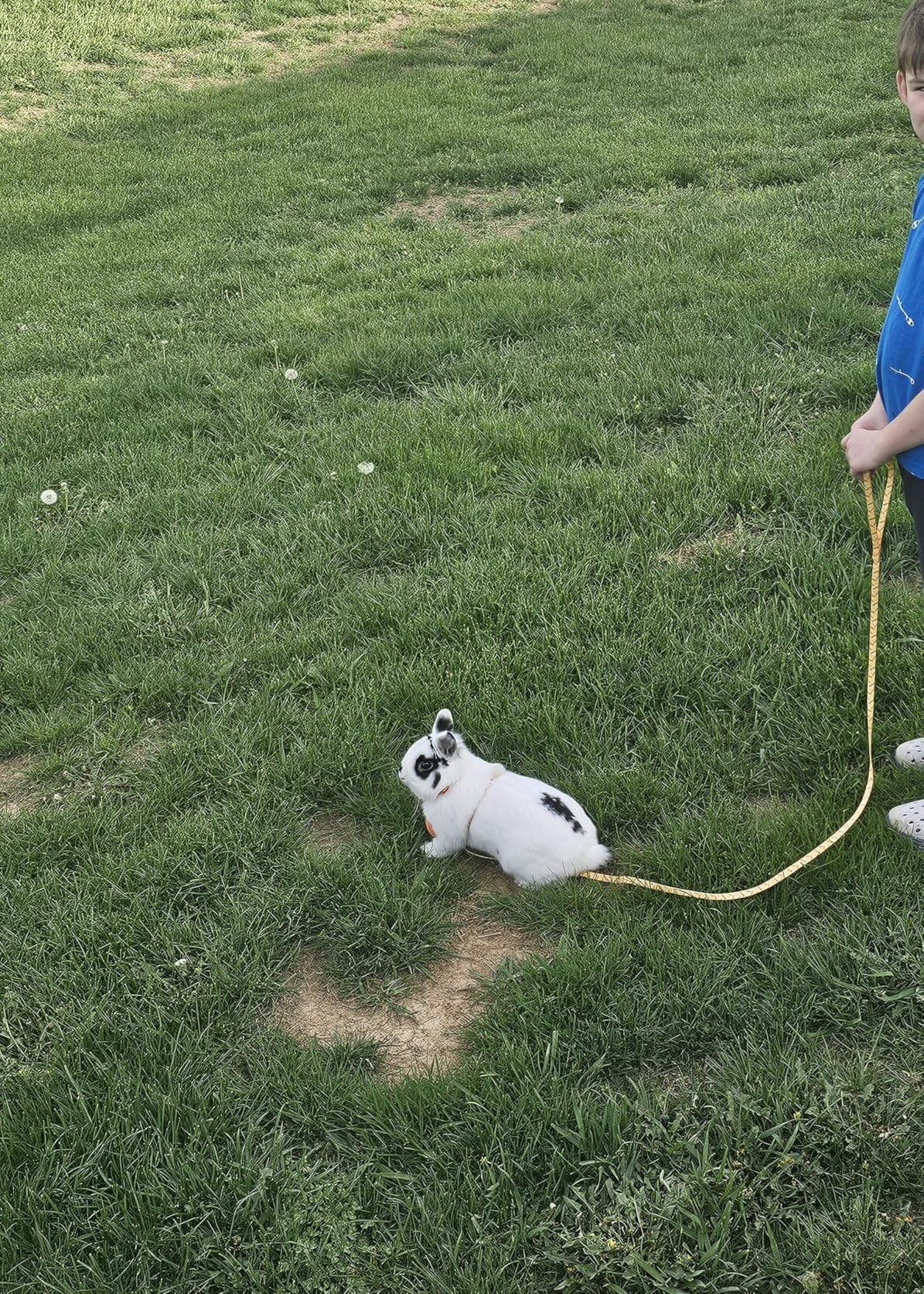 Rabbit Harness and Leash - Adjustable Bunny Harness Escape Proof for Walking Running Hiking Camping Outdoor - Yellow Carrot Pattern customer photo 1