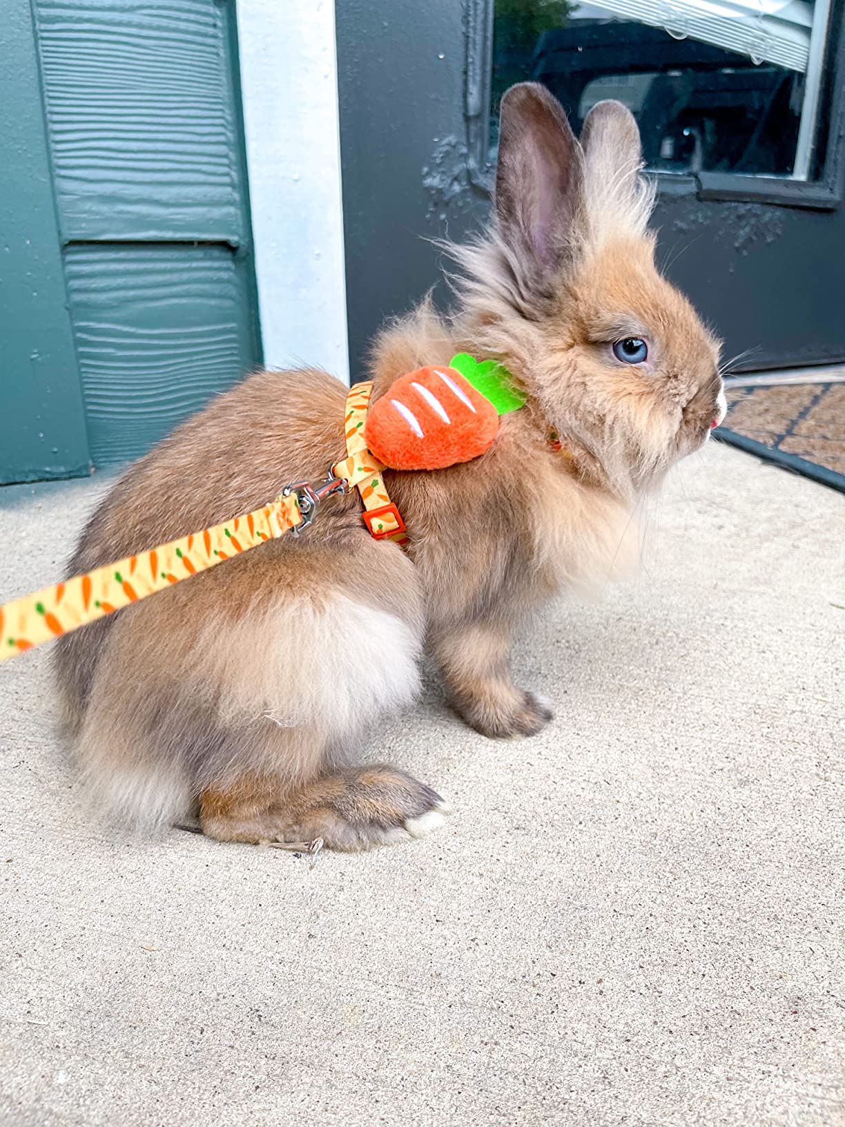 Rabbit Harness and Leash - Adjustable Bunny Harness Escape Proof for Walking Running Hiking Camping Outdoor - Yellow Carrot Pattern customer photo 2