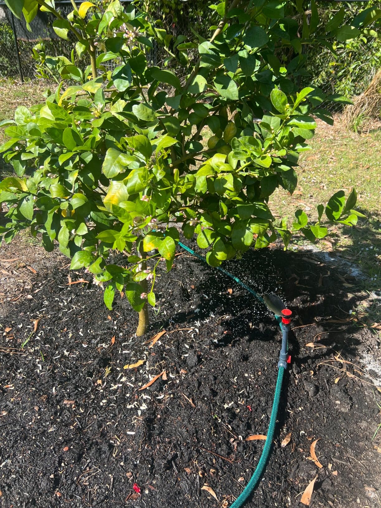 Eden 98063 Multi-Adjustable Flex Design Above Ground Irrigation Garden Sprinkler System, Sprinkler & Hose, DIY Plant Watering Set customer photo 1