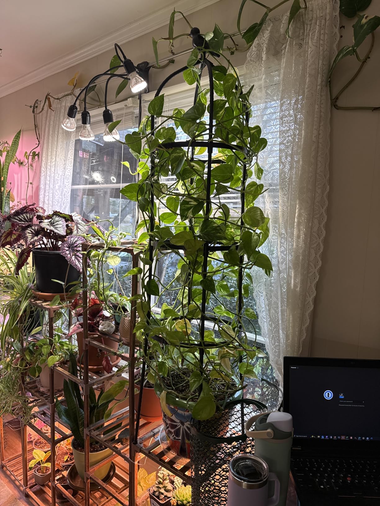 Garden Obelisk Trellis for Climbing Plants Outdoor 6 Ft Rose Bush Round Trellis for Pots Rustproof Metal Plant Flower Trellises for Clematis Vine Jasmine Support Outdoor Indoor customer photo 1