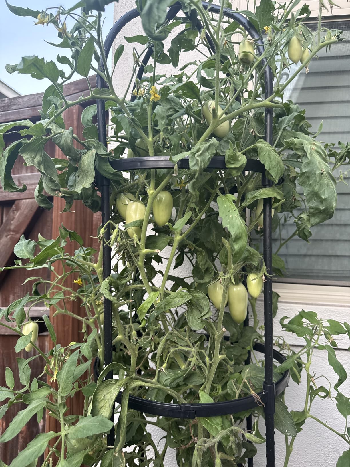 Garden Obelisk Trellis for Climbing Plants Outdoor 6 Ft Rose Bush Round Trellis for Pots Rustproof Metal Plant Flower Trellises for Clematis Vine Jasmine Support Outdoor Indoor customer photo 2