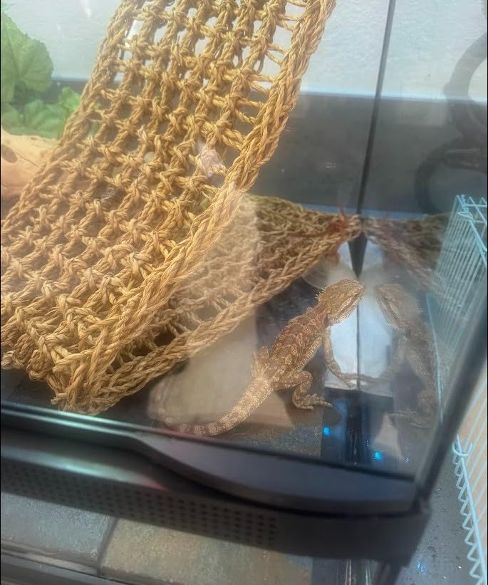 REPTI ZOO 2 Pack Heat Lamp 100W, Intense Basking Spot Simulated Natural Sunlight Heating Lamp Bulb, Heat Emitter UVA Heat Lamp Bulb for Reptile Chickens Pet Brooder customer photo 1