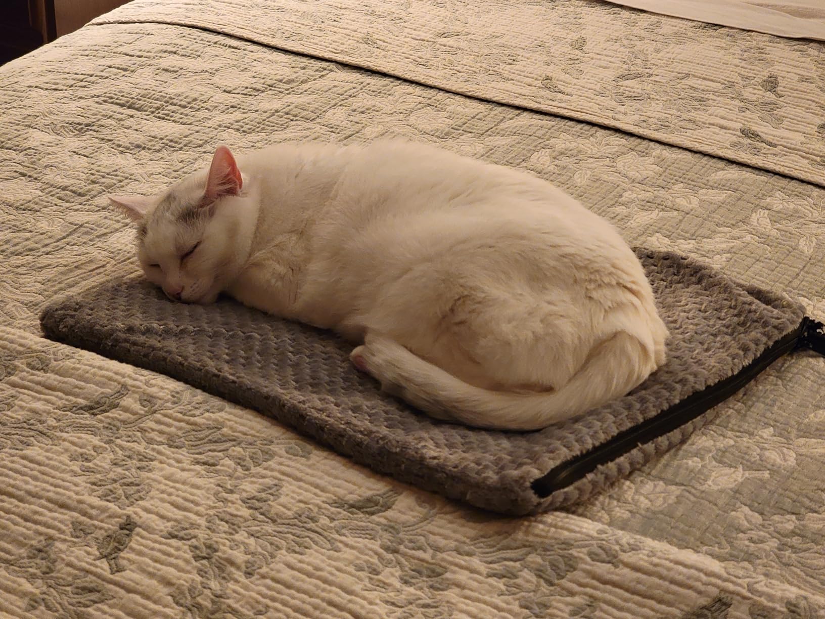 INVENHO Heated Dog Bed, Waterproof Adjustable Temperature Dog Cat Heating Pad with Timer, Indoor Pet Heating Pad for Cats Dogs Electric Pads for Dogs Cats, Pet Heated Pad (M: 28 x 20) customer photo 1