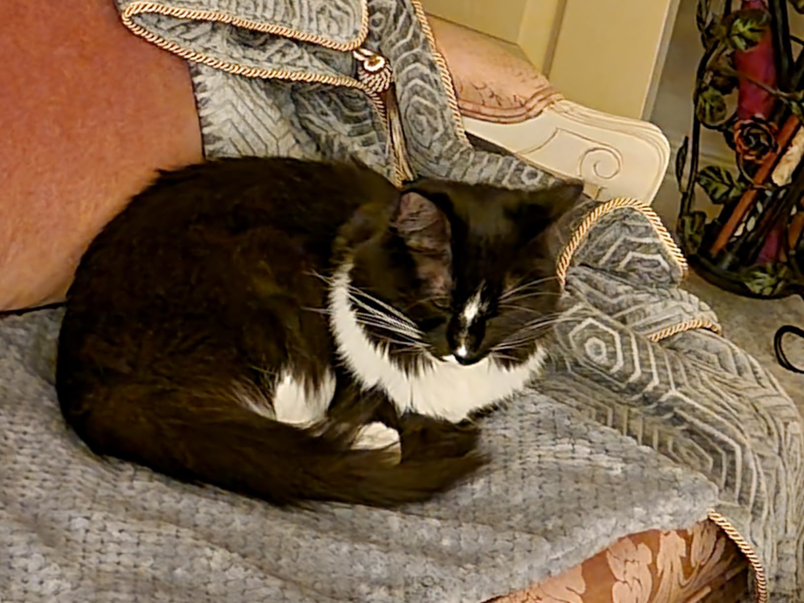 INVENHO Heated Dog Bed, Waterproof Adjustable Temperature Dog Cat Heating Pad with Timer, Indoor Pet Heating Pad for Cats Dogs Electric Pads for Dogs Cats, Pet Heated Pad (M: 28 x 20) customer photo 2