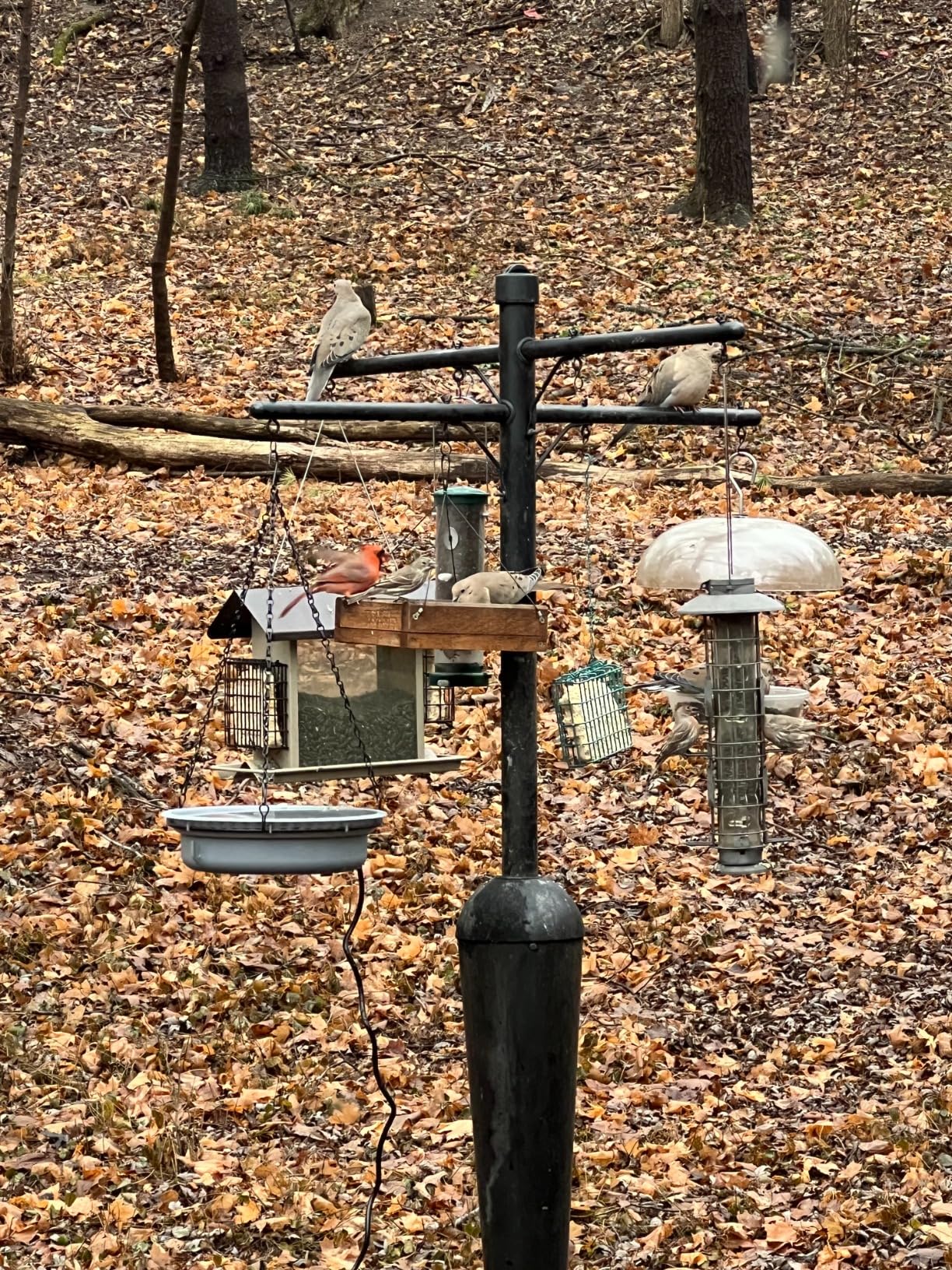 Saillong Heated Bird Baths for Outdoors for Winter with Thermostat Control, Powerful 75W Bird Bath Heater for Outside, Birdbath Birds Feeder for Winter Garden Patio Yard Lawn(Handing Style) customer photo 1