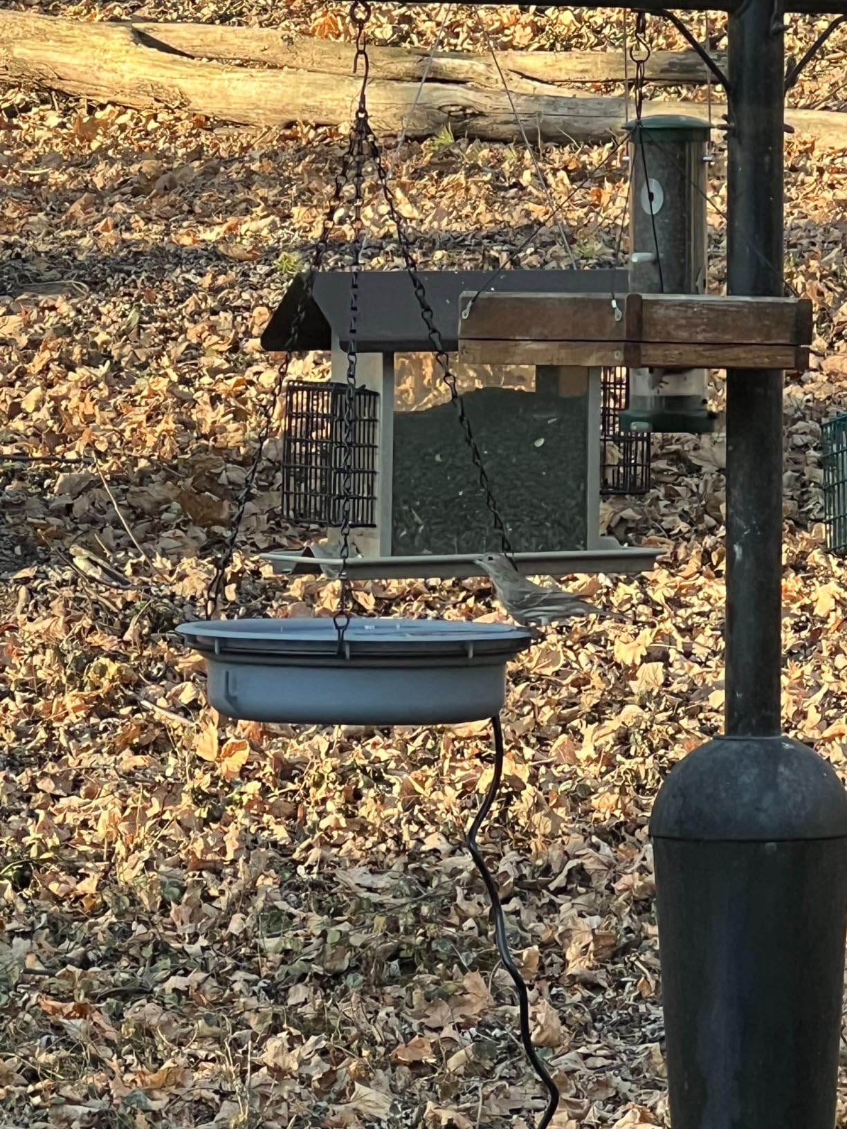 Saillong Heated Bird Baths for Outdoors for Winter with Thermostat Control, Powerful 75W Bird Bath Heater for Outside, Birdbath Birds Feeder for Winter Garden Patio Yard Lawn(Handing Style) customer photo 2