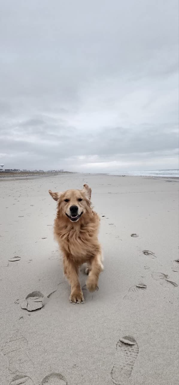 Dog-Hair-Dryer, 5.2HP/ 3800W High Velocity Pet Blow Dryer with Heater for Grooming, Speed Temperature Adjustable Dog Blower Grooming Dryer with 4 Nozzles customer photo 1