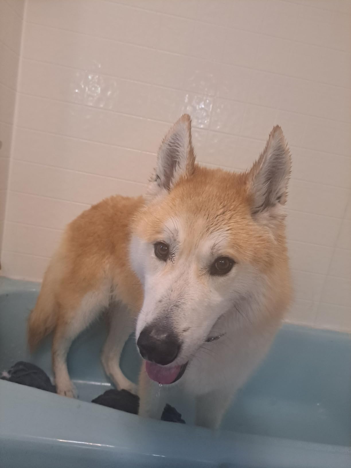 Dog-Hair-Dryer, 5.2HP/ 3800W High Velocity Pet Blow Dryer with Heater for Grooming, Speed Temperature Adjustable Dog Blower Grooming Dryer with 4 Nozzles customer photo 2