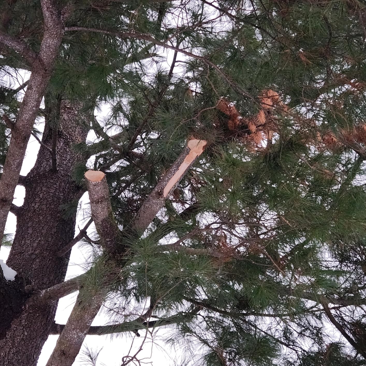 Walensee Pole Saws for Tree Trimming 14 FT Lightweight Manual Stainless Steel Extension High Pole Pruning Pole Saw with Blade for Trimmer Branches Pole Cutter Pole Pruner at Forestry Yard Garden Patio customer photo 2