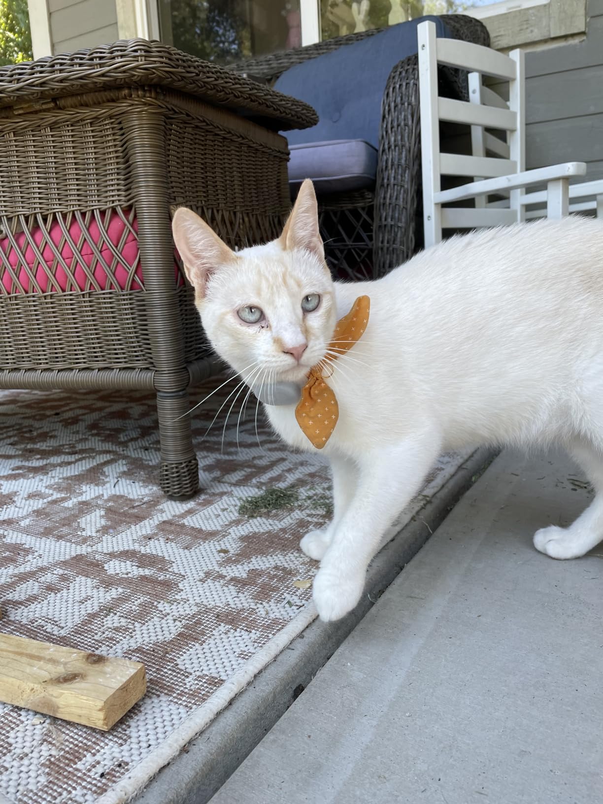 Tabcat V2 Cat & Kitten Tracker - No Monthly Subscription Fee | 2 Lightweight Homing Tags, Cases & Tracking Handset | More Accurate Than GPS | Track 2 Cats Indoors & Outdoors to 1