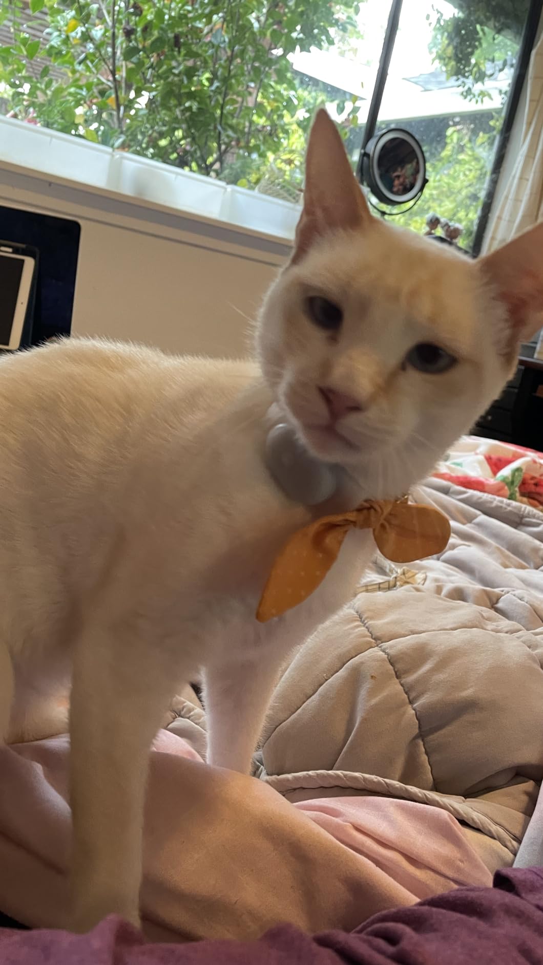 Tabcat V2 Cat & Kitten Tracker - No Monthly Subscription Fee | 2 Lightweight Homing Tags, Cases & Tracking Handset | More Accurate Than GPS | Track 2 Cats Indoors & Outdoors to 1