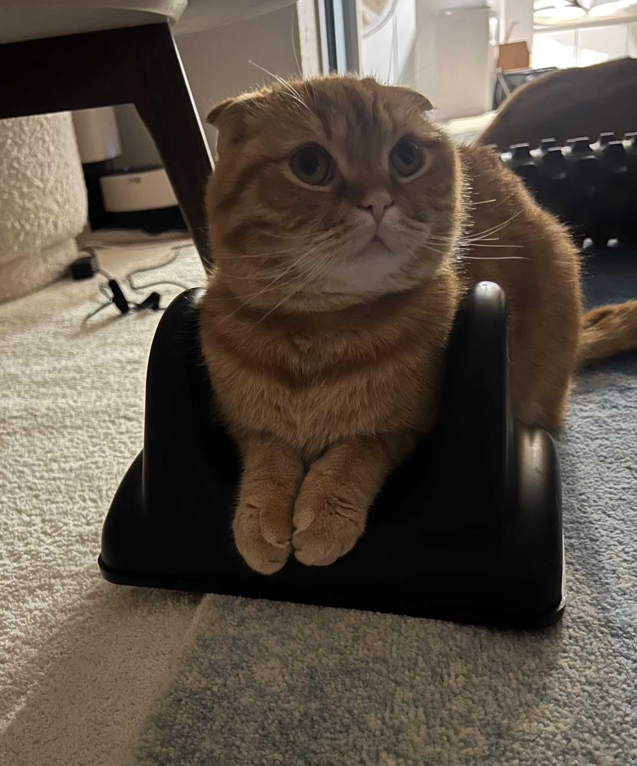 Psoas Release Tool I Stretching Tool and Deep Tissue Relief I Hip Hook & Hip Flexor Release I Mitigate Soreness of Hip Flexor & Psoas Muscle customer photo 1