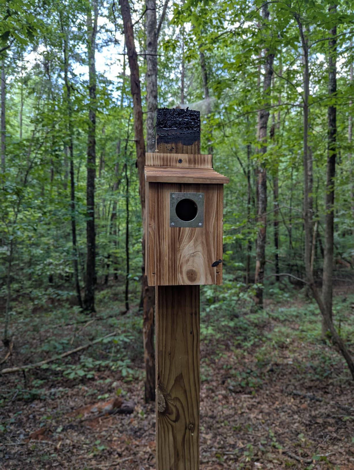 Bird Houses for Outside with Metal Predator Guard for Bluebird Wren Swallow Finch, Carbonized Wooden Nesting Boxes for Outdoor, Sturdy Bird House, Easy to Clean customer photo 2