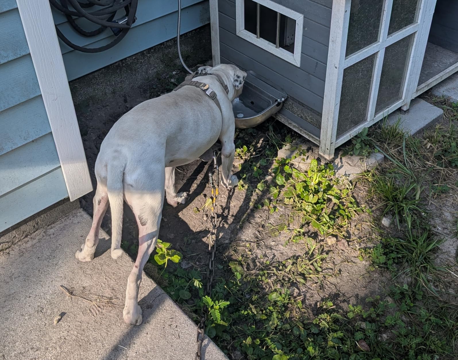 Automatic Water Dispenser for Dog Water Bowl Dispenser Large Size Stainless-Steel Waterer Feeder Self Filling Water Trough for Poultry and Livestock (Stainless Steel, Large) customer photo 1