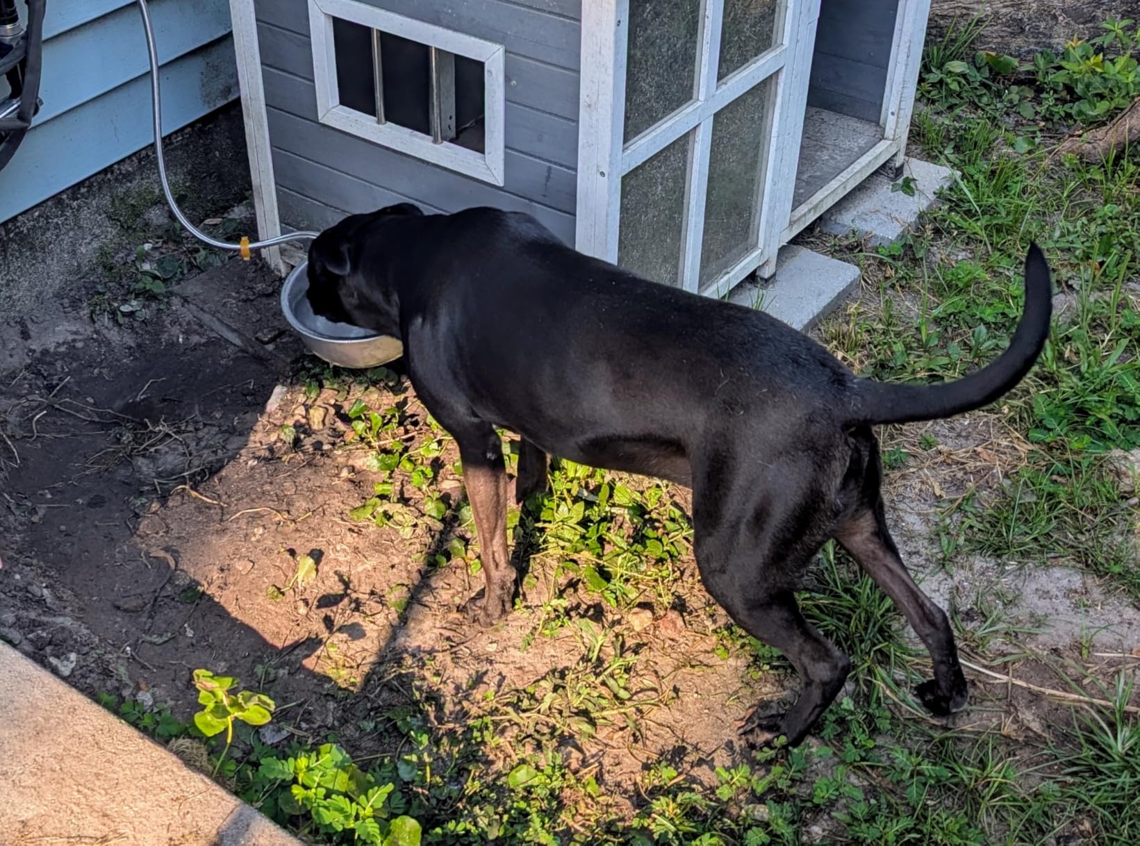 Automatic Water Dispenser for Dog Water Bowl Dispenser Large Size Stainless-Steel Waterer Feeder Self Filling Water Trough for Poultry and Livestock (Stainless Steel, Large) customer photo 2