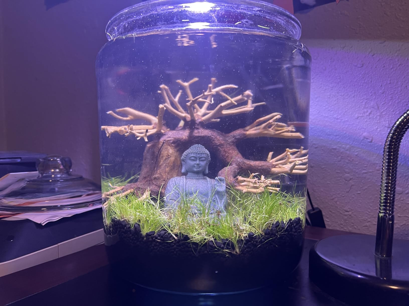 Bonsai Driftwood Aquarium Tree (8in H x 6in L), Handcrafted Fish Tank Decoration | Easy to Install Driftwood Bonsai for Fish Tank | Decor Aquascape Wood (Bonsai Tree) customer photo 1