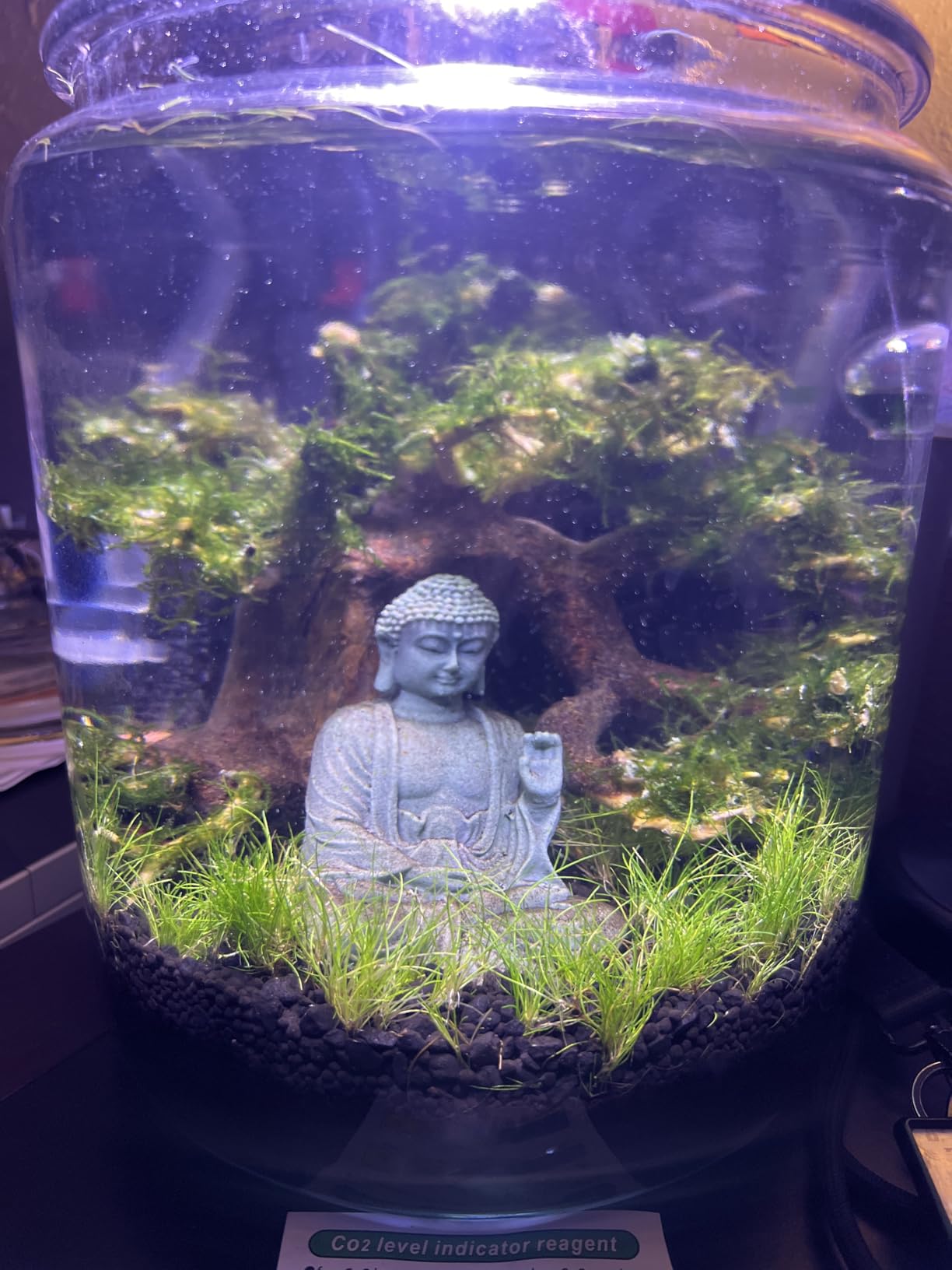 Bonsai Driftwood Aquarium Tree (8in H x 6in L), Handcrafted Fish Tank Decoration | Easy to Install Driftwood Bonsai for Fish Tank | Decor Aquascape Wood (Bonsai Tree) customer photo 2