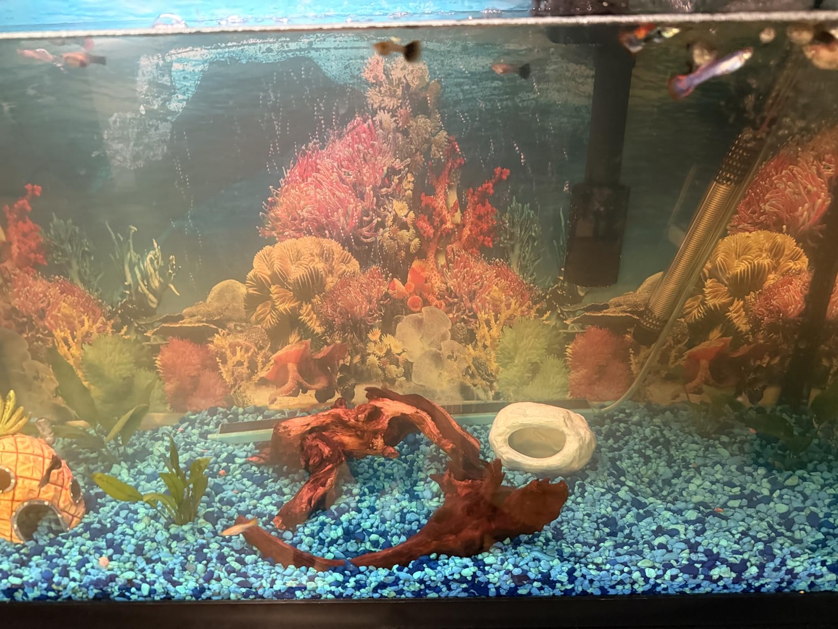 Jorewood Natural Aquarium Driftwood for Fish Tanks & Reptile Terrariums - Safe Fish Tank Decorations, Unique Twisted Branches 3-Piece 7-11 Inch Low Tannin, Easy to Sink customer photo 1