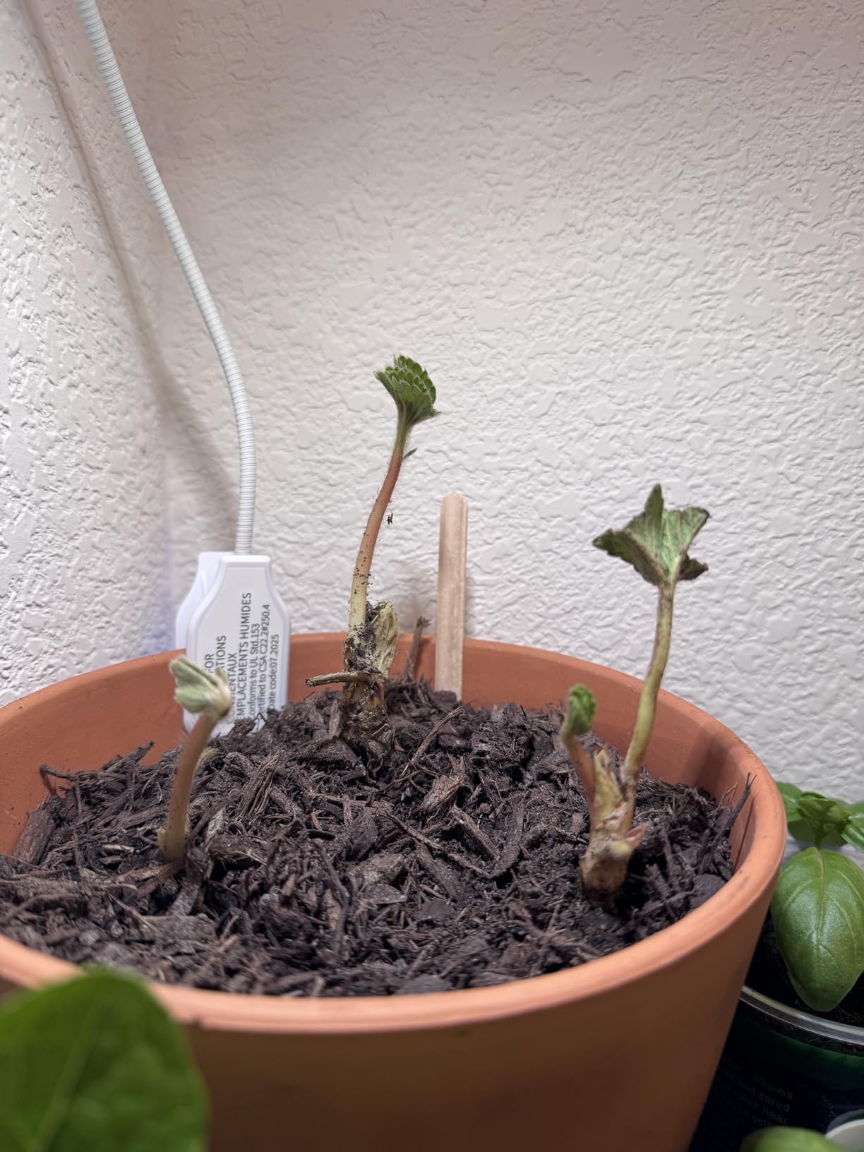 SANSI Grow Lights for Indoor Plants, Pot Clip LED Plant Lights for Indoor Growing, Full Spectrum, Plant Lamp with 4-Level Dimmable, Auto On Off 3 6 12 Hrs Timer for Succulents, Small Plant, White, 5V customer photo 2