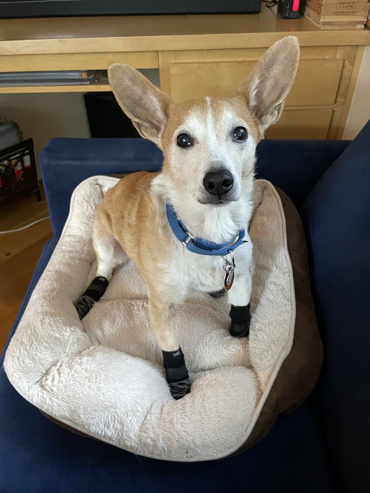 DOK TigerToes Premium Non-Slip Dog Socks for Hardwood Floors - Extra-Thick Grip That Works Even When Twisted - Prevents Licking, Slipping, and Great for Dog Paw Protection - Size Large customer photo 1