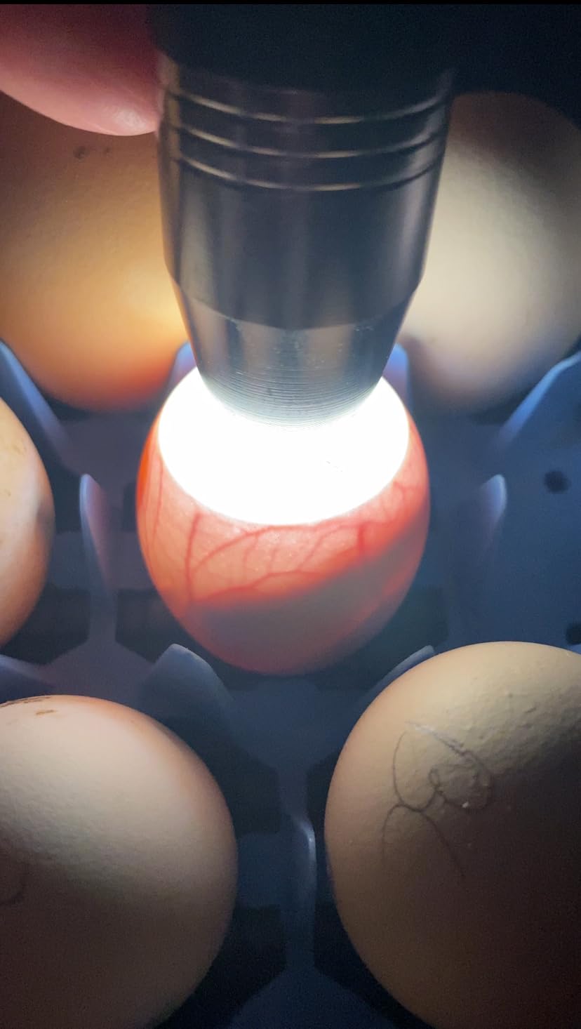 Egg Candlers for Chicken Eggs, 2026 New Egg Candling Light Tester Lamp Egg Checker Incubator for All Chickens Ducks Quail Dark Eggs 【Upgraded USB Charger】 customer photo 2