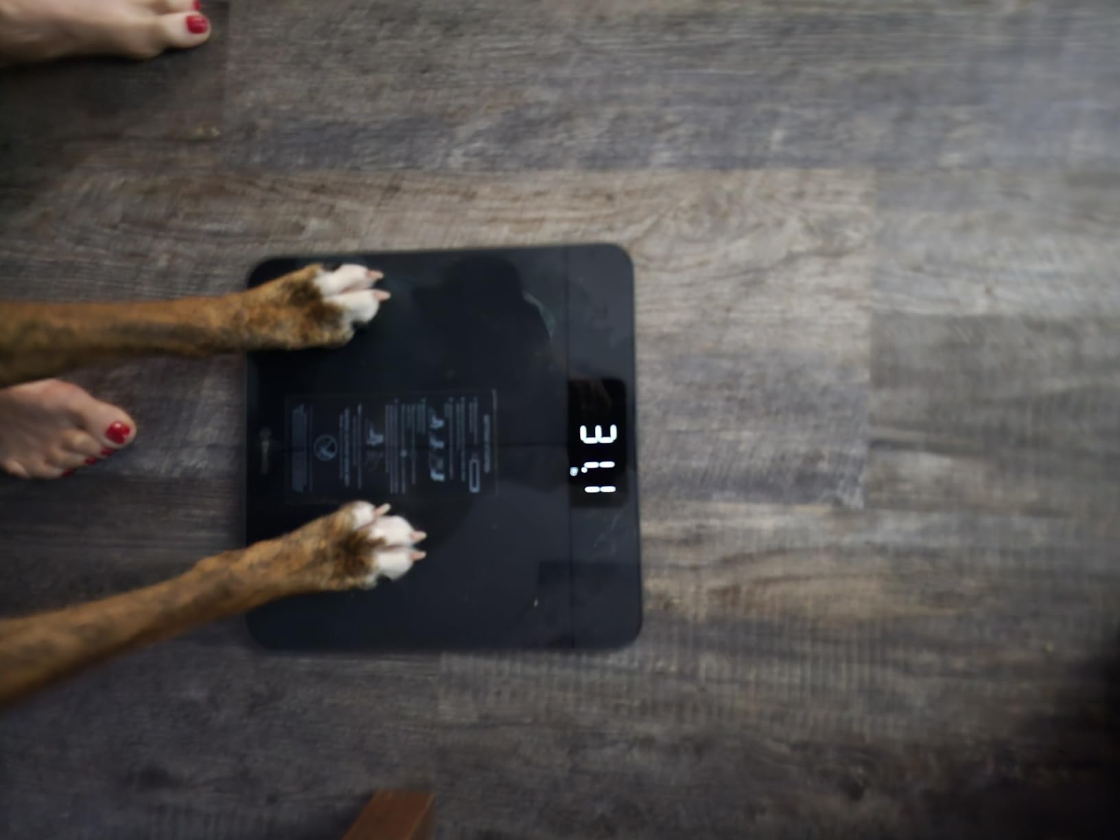 Etekcity Scale for Body Weight, Digital Bathroom Scales for People, Most Accurate to 0.05lb, Bright LED Display & Large Clear Numbers, Upgraded Quality for the Elderly Safe Home Use, 400 lbs customer photo 2