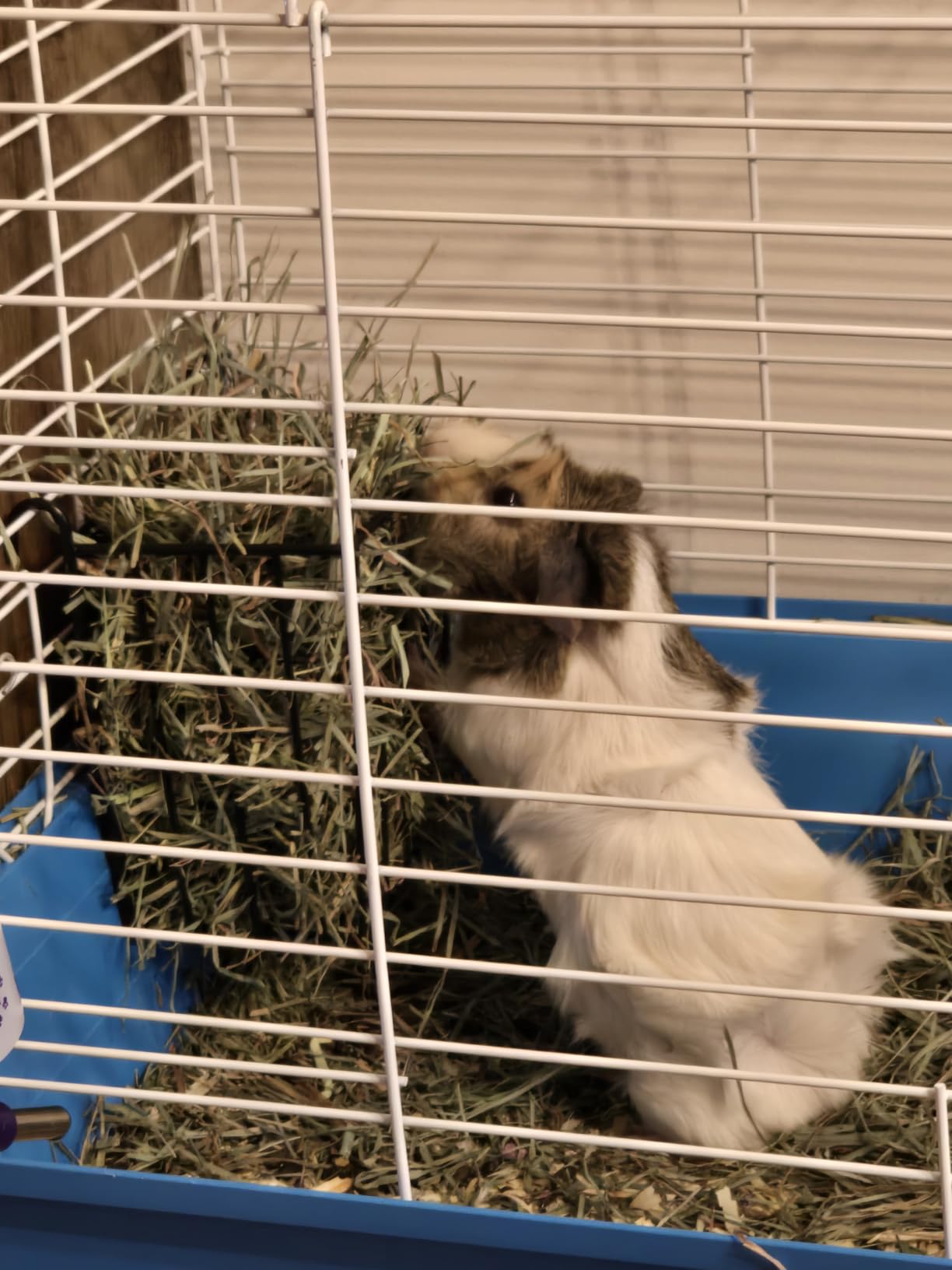 Guinea Pig Hay Feeder，Rabbit Hay Feeder with Heavy-Duty Metal Frame Hay Holder，for Bunny, Guinea Pigs,Chinchillas-6.9x4.7x6.6 inch customer photo 1