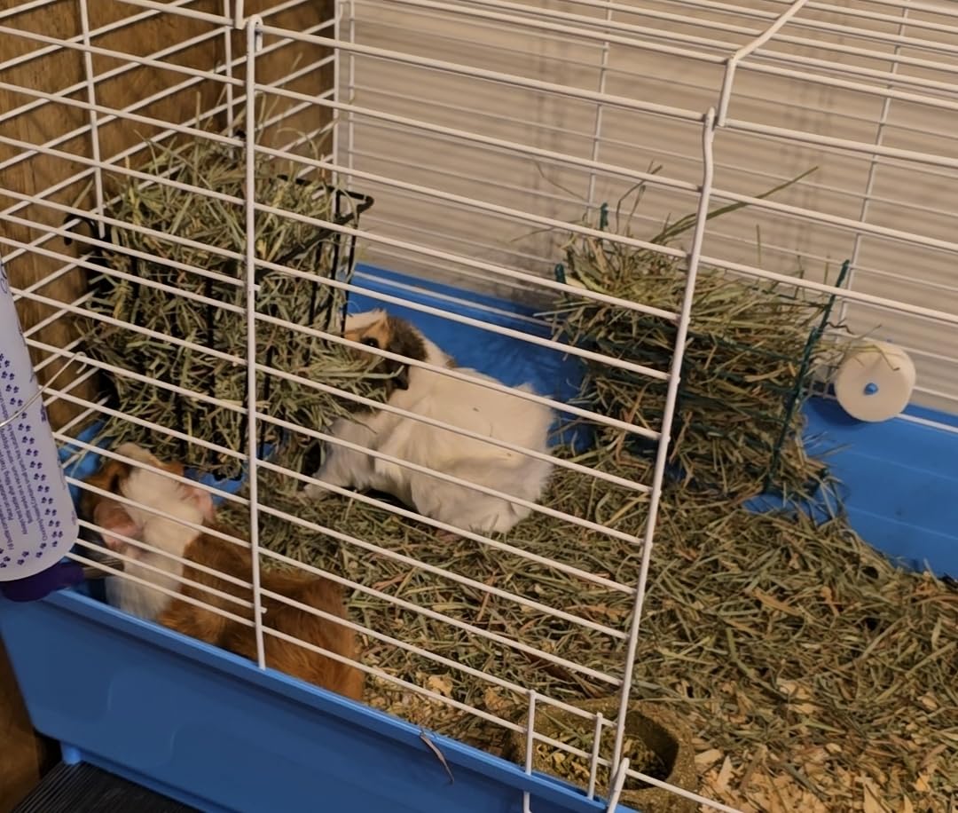 Guinea Pig Hay Feeder，Rabbit Hay Feeder with Heavy-Duty Metal Frame Hay Holder，for Bunny, Guinea Pigs,Chinchillas-6.9x4.7x6.6 inch customer photo 2